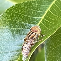 Eristalinus punctulatus at Acton, ACT - 19 Feb 2023 03:39 PM