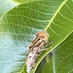 Eristalinus punctulatus at Acton, ACT - 19 Feb 2023 03:39 PM