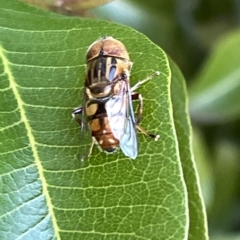 Eristalinus punctulatus at Acton, ACT - 19 Feb 2023