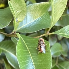 Eristalinus punctulatus at Acton, ACT - 19 Feb 2023 03:39 PM