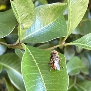 Eristalinus punctulatus at Acton, ACT - 19 Feb 2023 03:39 PM