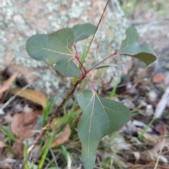 Brachychiton populneus at Fadden, ACT - 19 Feb 2023