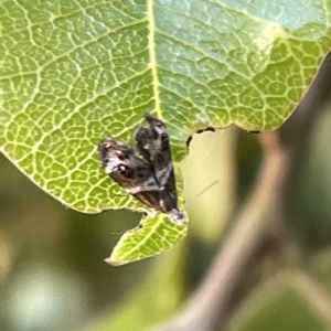 Tebenna micalis at Acton, ACT - 19 Feb 2023 03:36 PM