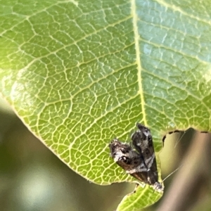 Tebenna micalis at Acton, ACT - 19 Feb 2023