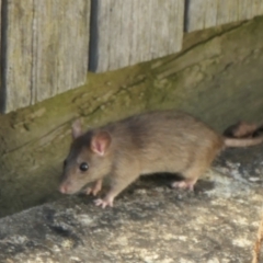 Rattus rattus (Black Rat) at Weston, ACT - 19 Feb 2023 by jmcleod