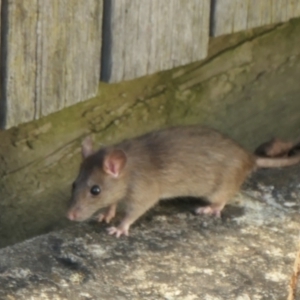 Rattus rattus at Weston, ACT - 19 Feb 2023