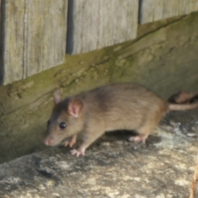 Rattus rattus (Black Rat) at Weston, ACT - 19 Feb 2023 by jmcleod