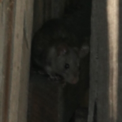 Rattus rattus at Weston, ACT - 19 Feb 2023