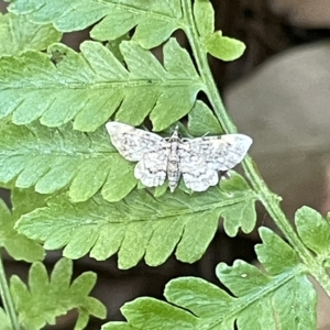 Chloroclystis (genus) at Acton, ACT - 19 Feb 2023 03:31 PM