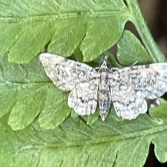 Chloroclystis (genus) at Acton, ACT - 19 Feb 2023 03:31 PM