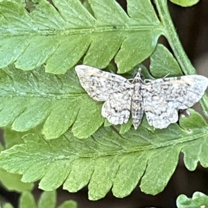 Chloroclystis (genus) at Acton, ACT - 19 Feb 2023 03:31 PM