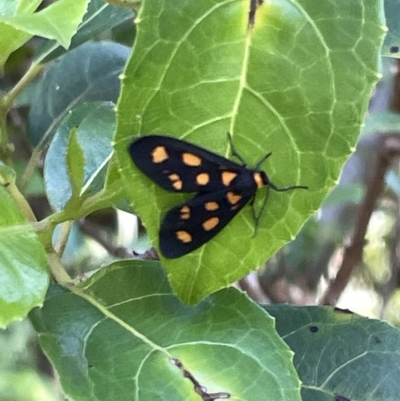 Asura cervicalis (Spotted Lichen Moth) at ANBG - 19 Feb 2023 by Hejor1