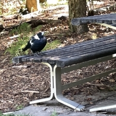 Gymnorhina tibicen (Australian Magpie) at Acton, ACT - 19 Feb 2023 by Hejor1