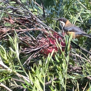 Acanthorhynchus tenuirostris at Acton, ACT - 19 Feb 2023