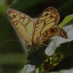 Geitoneura acantha at Cotter River, ACT - 16 Feb 2023