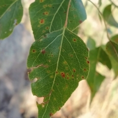 Brachychiton populneus (Kurrajong) at Wanniassa Hill - 18 Feb 2023 by KumikoCallaway