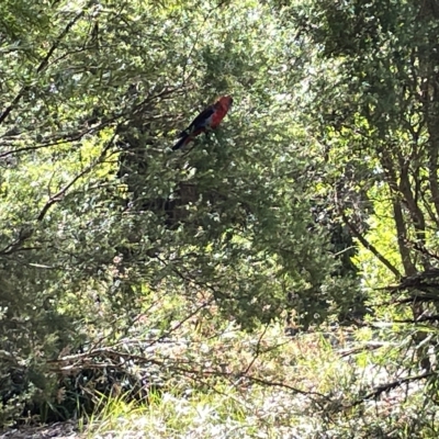 Platycercus elegans (Crimson Rosella) at ANBG - 19 Feb 2023 by Hejor1