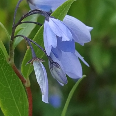 Billardiera heterophylla (Western Australian Bluebell Creeper) at Wanniassa Hill - 18 Feb 2023 by KumikoCallaway