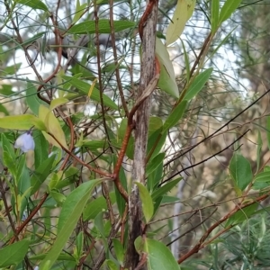 Billardiera heterophylla at Fadden, ACT - 19 Feb 2023