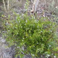 Billardiera heterophylla at Fadden, ACT - 19 Feb 2023