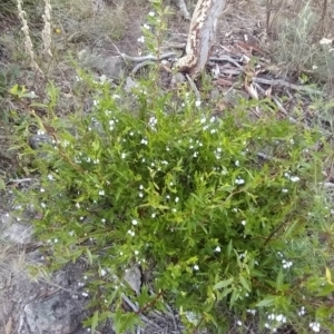 Billardiera heterophylla at Fadden, ACT - 19 Feb 2023