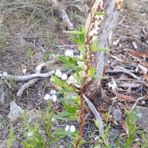 Billardiera heterophylla at Fadden, ACT - 19 Feb 2023