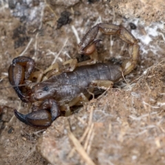 Urodacus manicatus (Black Rock Scorpion) at QPRC LGA - 4 Oct 2022 by AlisonMilton