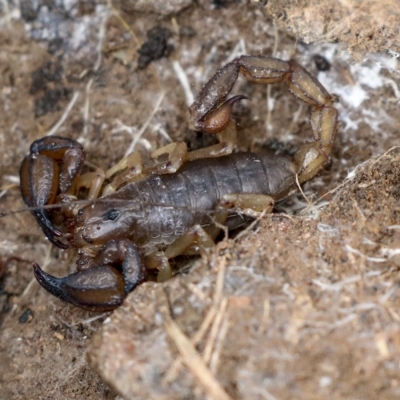 Urodacus manicatus (Black Rock Scorpion) at QPRC LGA - 4 Oct 2022 by AlisonMilton
