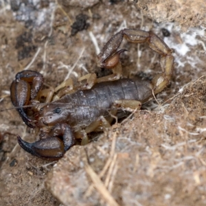 Urodacus manicatus at Wamboin, NSW - 4 Oct 2022