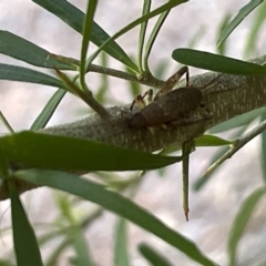 Grylloidea (superfamily) (Unidentified cricket) at Acton, ACT - 19 Feb 2023 by Hejor1