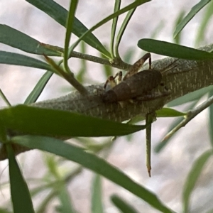 Grylloidea (superfamily) at Acton, ACT - 19 Feb 2023 03:15 PM