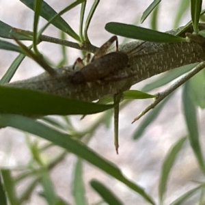 Grylloidea (superfamily) at Acton, ACT - 19 Feb 2023