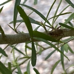 Grylloidea (superfamily) at Acton, ACT - 19 Feb 2023 03:15 PM