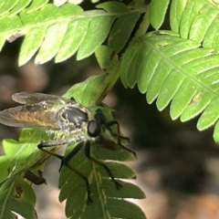 Zosteria rosevillensis (A robber fly) at ANBG - 19 Feb 2023 by Hejor1