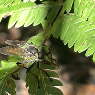 Zosteria rosevillensis (A robber fly) at ANBG - 19 Feb 2023 by Hejor1