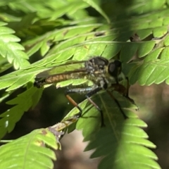 Zosteria rosevillensis at Acton, ACT - 19 Feb 2023