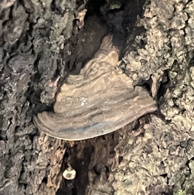 zz Polypore (shelf/hoof-like) at ANBG - 19 Feb 2023 by Hejor1