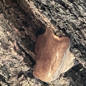 zz Polypore (shelf/hoof-like) at Acton, ACT - 19 Feb 2023