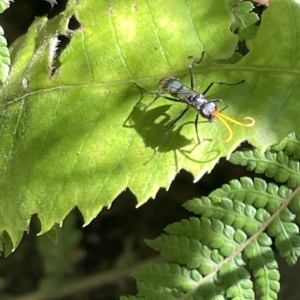 Fabriogenia sp. (genus) at Acton, ACT - 19 Feb 2023