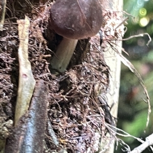 zz agaric (stem; gill colour unknown) at Acton, ACT - 19 Feb 2023 02:31 PM