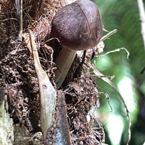 zz agaric (stem; gill colour unknown) at Acton, ACT - 19 Feb 2023