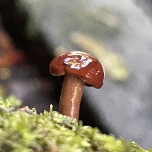 zz agaric (stem; gill colour unknown) at Acton, ACT - 19 Feb 2023