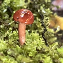 zz agaric (stem; gill colour unknown) at Acton, ACT - 19 Feb 2023