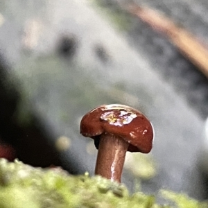 zz agaric (stem; gill colour unknown) at Acton, ACT - 19 Feb 2023