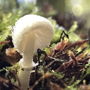 Lepiota s.l. at Acton, ACT - 19 Feb 2023 02:29 PM