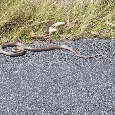 Pseudonaja textilis (Eastern Brown Snake) at Stromlo, ACT - 17 Feb 2023 by jmcleod