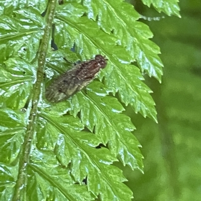 Cnemospathidinae sp. (Sub-family) (Sun-fly) at Acton, ACT - 19 Feb 2023 by Hejor1