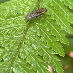 Cnemospathidinae sp. (Sub-family) at Acton, ACT - 19 Feb 2023