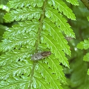 Cnemospathidinae sp. (Sub-family) at Acton, ACT - 19 Feb 2023