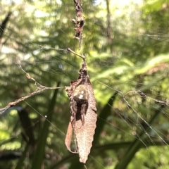 Unidentified Orb-weaving spider (several families) at Acton, ACT - 19 Feb 2023 by Hejor1